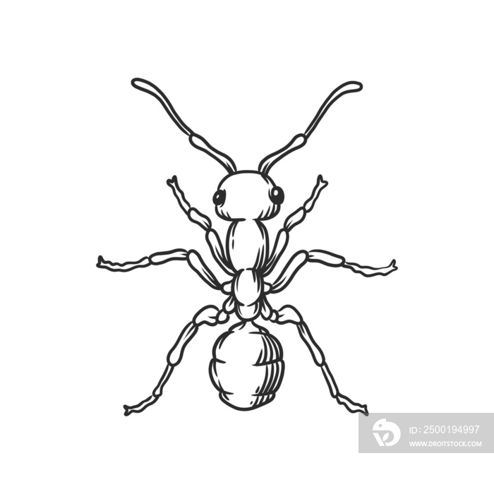 ant Insects and bug illustration