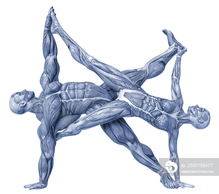 muscle couple man and woman yoga anatomy in an white background