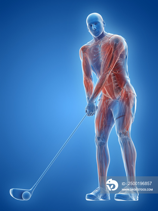 3d rendered medically accurate illustration of the muscles of a golf player