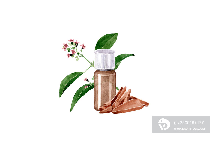 Watercolor illustration with essential oil of sandalwood. Hand drawn bottle of essential oil with branch and bark on a white background. Herbal medicine and aroma therapy.