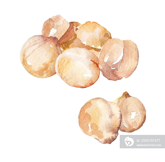 Watercolor hand painted chick peas illustration set isolated on white background