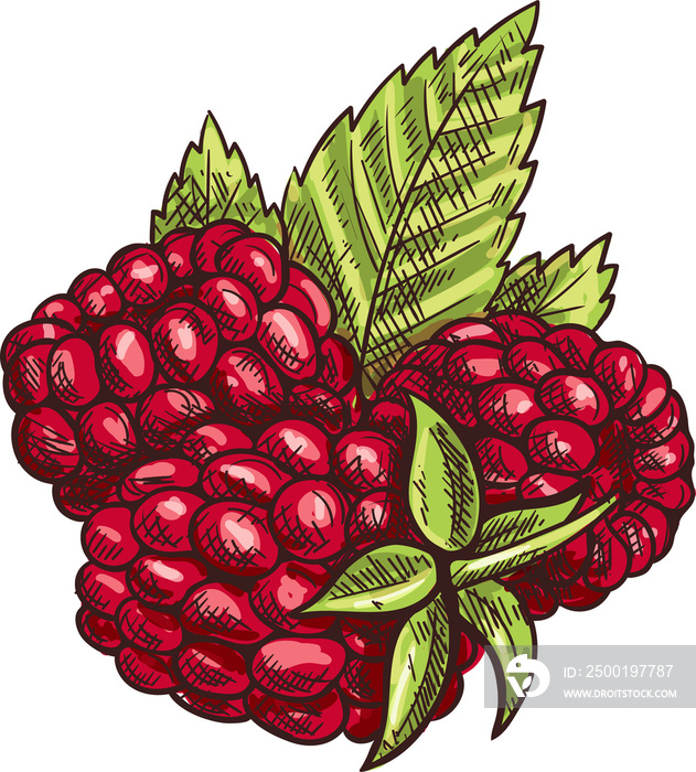 Brambleberry, raspberry or dewberry isolated berry