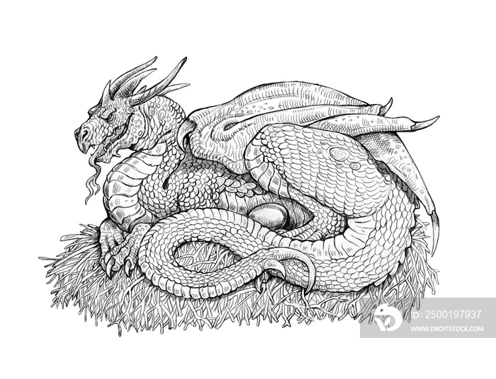Mama dragon on the eggs. Fantasy dragon in the nest. Pencil drawing.