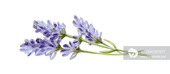 Lavender flowers with stems watercolor illustration. Organic Lavandula herb buds with green leaves close up illustration. Medical and aroma lilac herb botanical drawing. Isolated on white background.