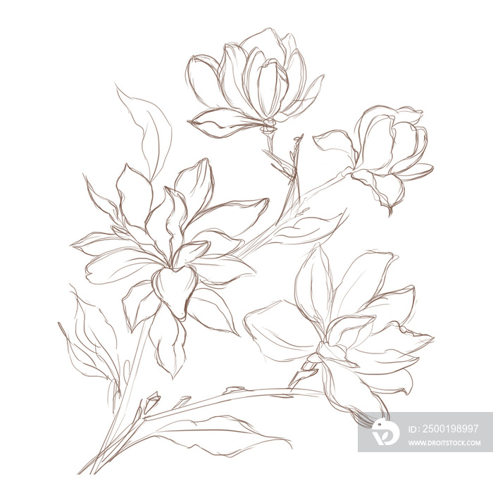 hand drawn flowers. Magnolia flower Hand drawing and sketch,line art on white backgrounds hand drawn botanical.vector magnolia for spring background texture wrapper pattern.