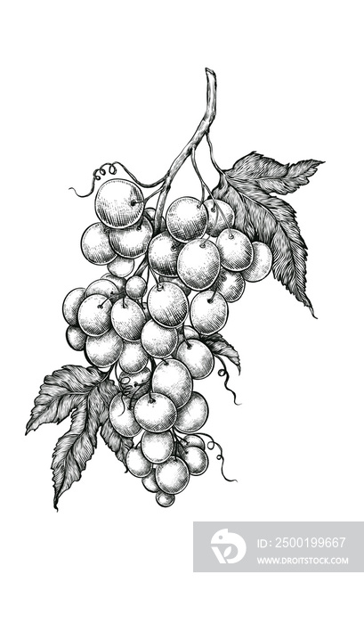 bunch of grapes drawing illustration