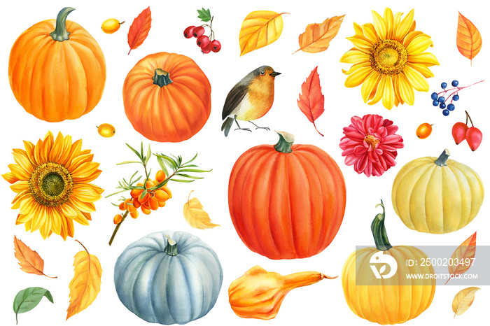 Autumn set, pumpkins, flowers, sunflowers, dahlia, yellow leaves, berries, birds, white background, 