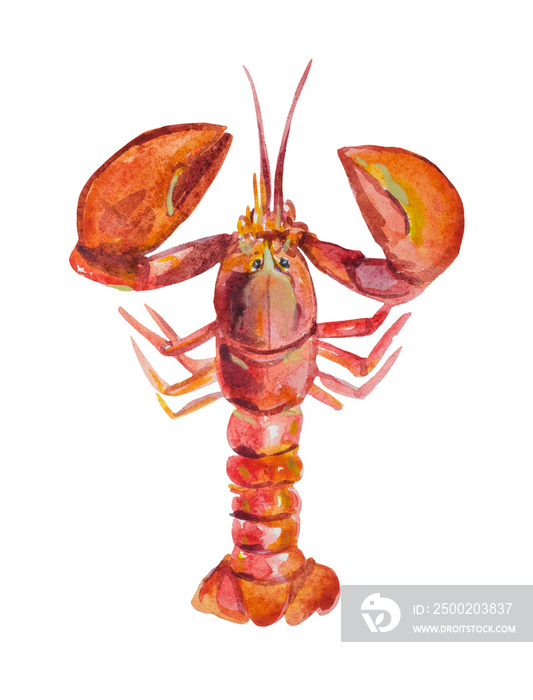 一只白色背景的水彩龙虾，以海鲜为主题的作品，烹饪grea
