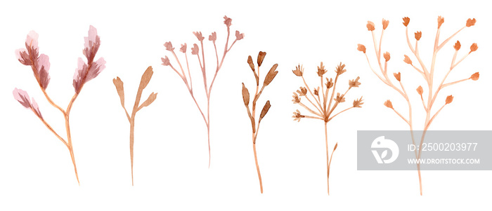 Set of watercolor dried flowers isolated on white background. Hand drawn wildflowers illustration.