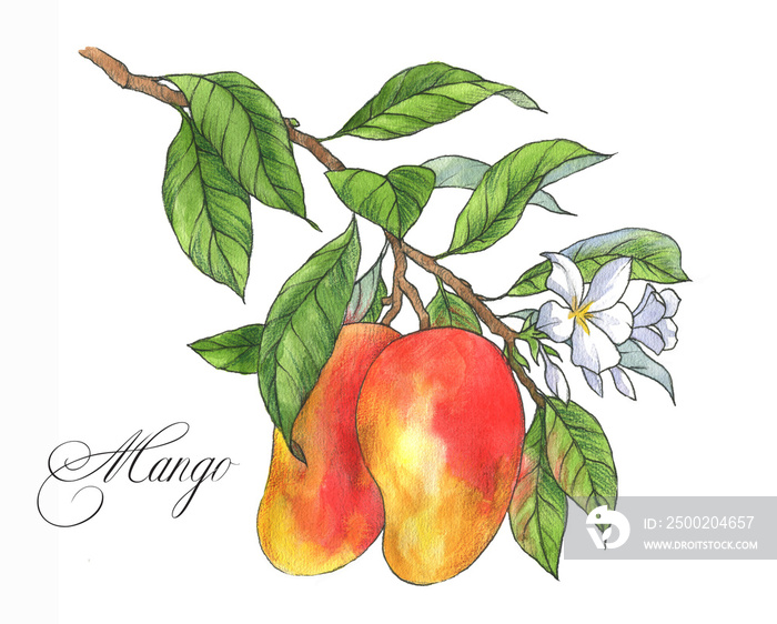 Hand drawn watercolor ripe mango fruit on the branch. Illustration isolated on the white background