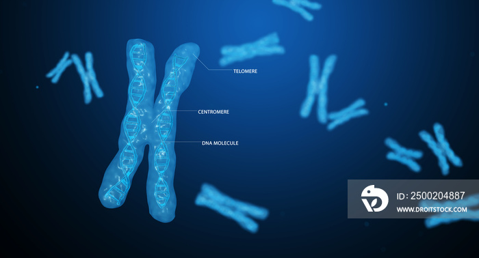 遗传学研究x染色体。端粒，DNA，端粒。3D渲染