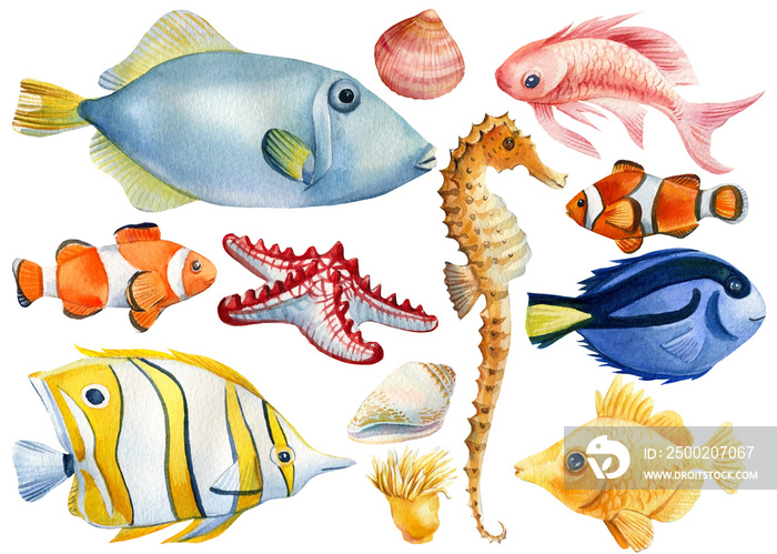 Marine life. Seashell, fish, seahorse, sea anemones. starfish on an isolated white background, water