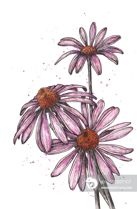 装饰手绘紫锥菊花