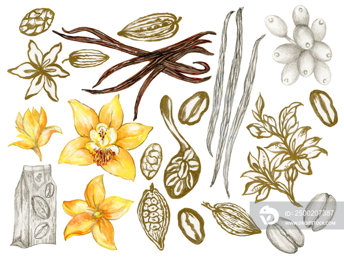 Vanilla flower, pods, leaves, cacao isolated on white backgroundcomposition watercolor sketch outlin