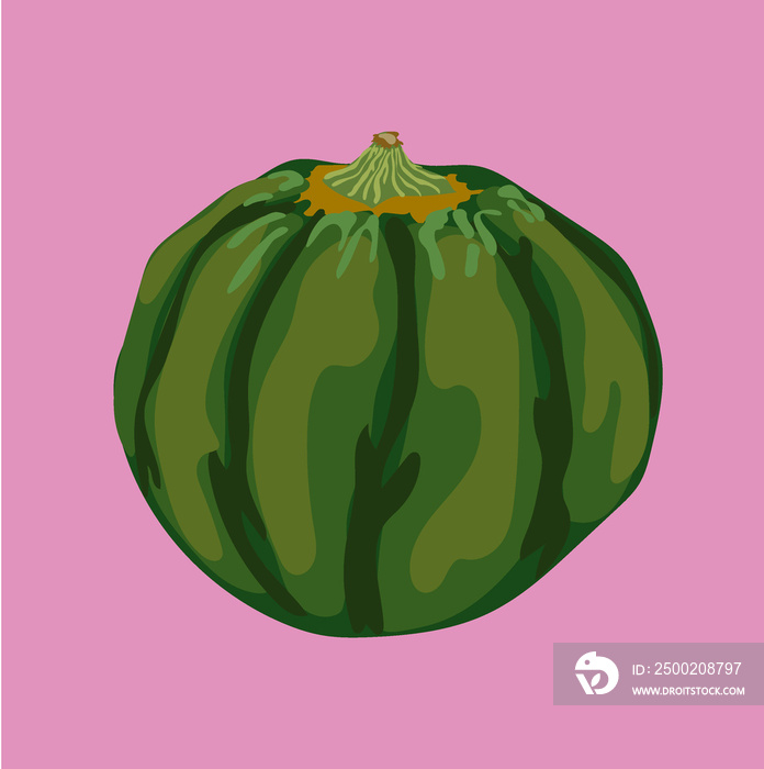 peruvian macre squash vector illustration