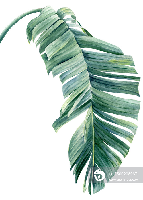 Tropical palm leaf on a white background. Watercolor botanical illustration, summer clipart. Strelit