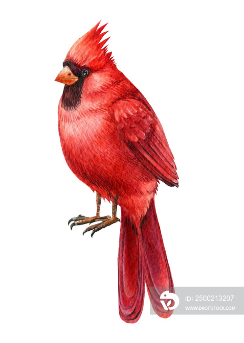 Red cardinal seen up close in profile, isolated on whiteю Watercolor drawings, botanical illustratio