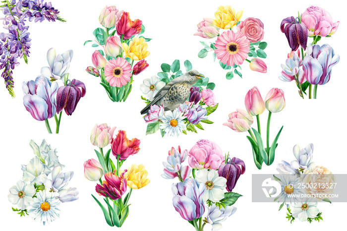 Set off  flowers tulips, chamomile, gerbera, wisteria, hazel grouse, white magnolia, birds, starling