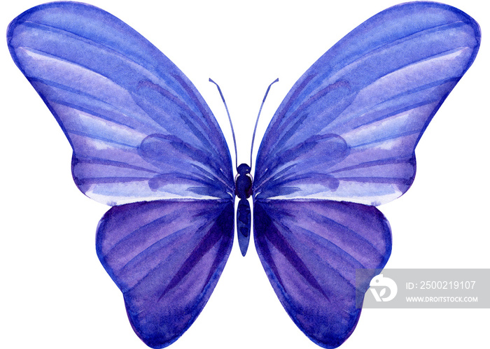 purple butterfly on an isolated white background, watercolor painting