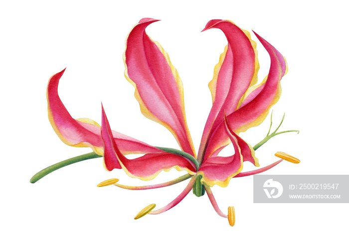 tropical  flowers, Gloriosa luxury, fire lily, watercolor red flower, botanical illustration