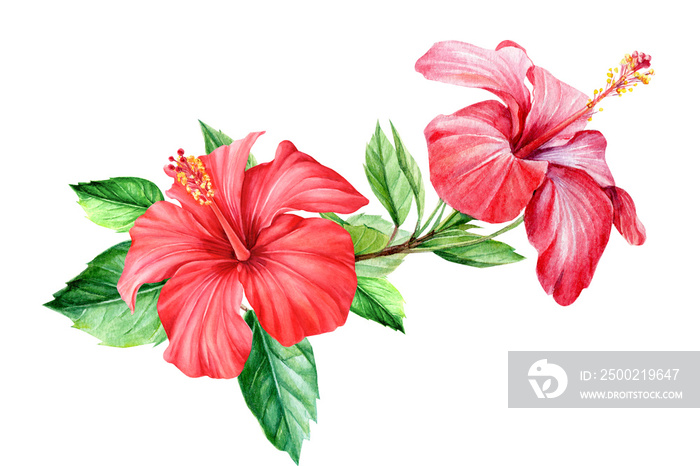 将热带花卉木槿花置于孤立的背景上，水彩植物插图，手绘