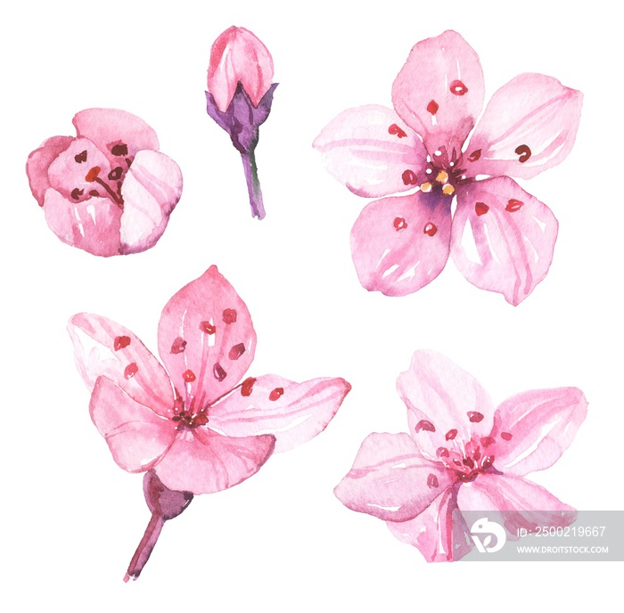 Watercolor hand painted sakura cherry blossom flowers illustration isolated on white background