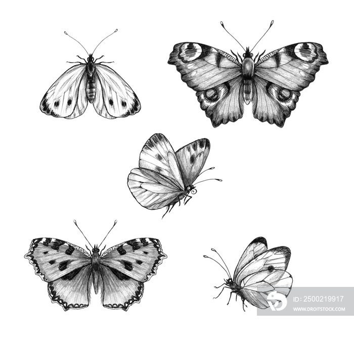 手绘飞翔的蝴蝶和坐着的蝴蝶
