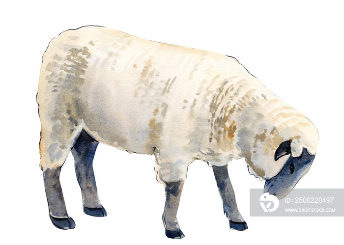 水彩插图，孤立的白色背景上的小绵羊
