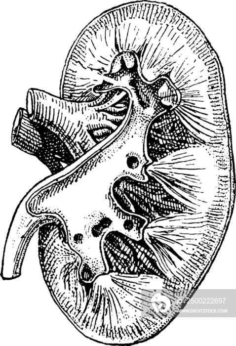 透明背景的复古肾脏