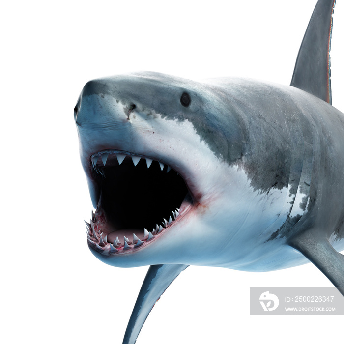 3d rendered illustration of a great white shark