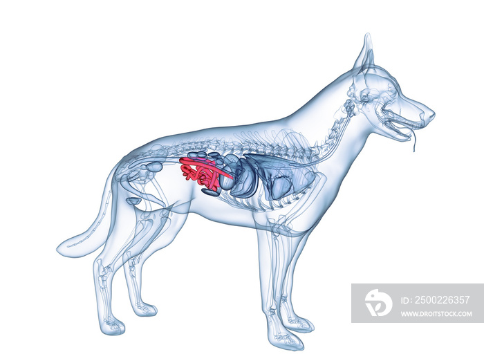 狗小肠的三维医学精确图示
