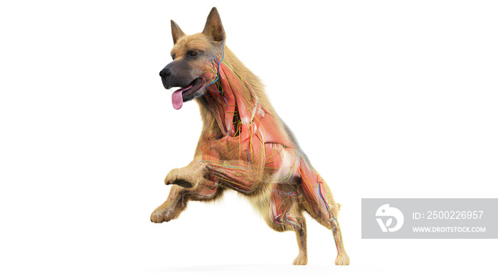 3d rendered medically accurate illustration of a dogs muscles