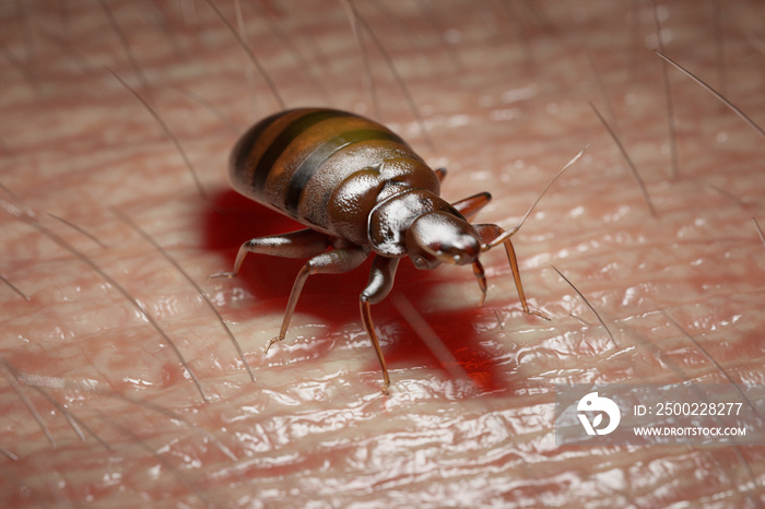 3d rendered medically accurate illustration of a bed bug on human skin