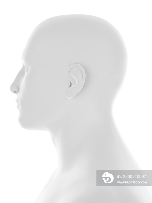 人体头部的三维医学精确图示