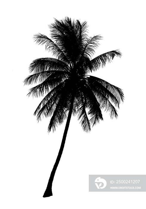 silhouette coconut tree isolated on white background