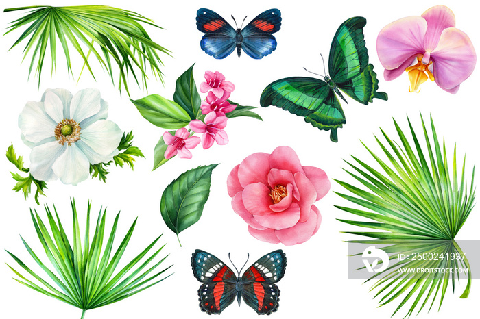一组热带花卉、蝴蝶和棕榈叶，在孤立的白色背景上，水彩pa