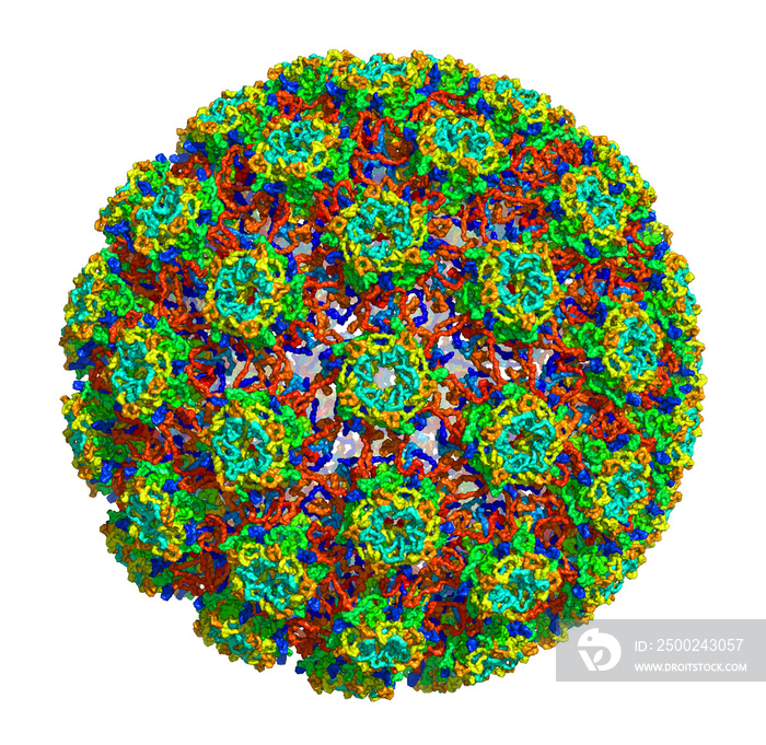 3D molecular structure of Human papillomavirus type 16, associated with various cancers and other di