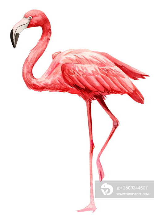 热带鸟类，孤立的白色背景上的粉红色火烈鸟，水彩插图