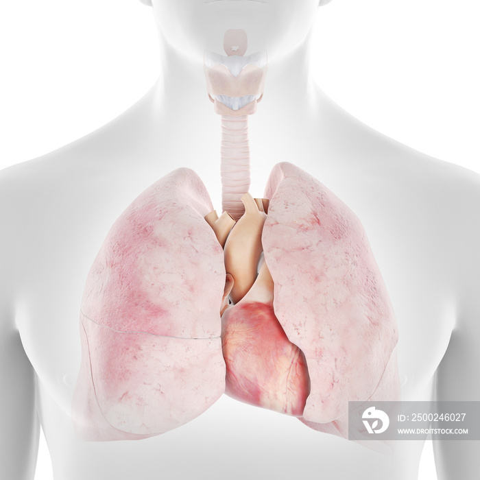 人体心脏和肺部的三维医学精确图示