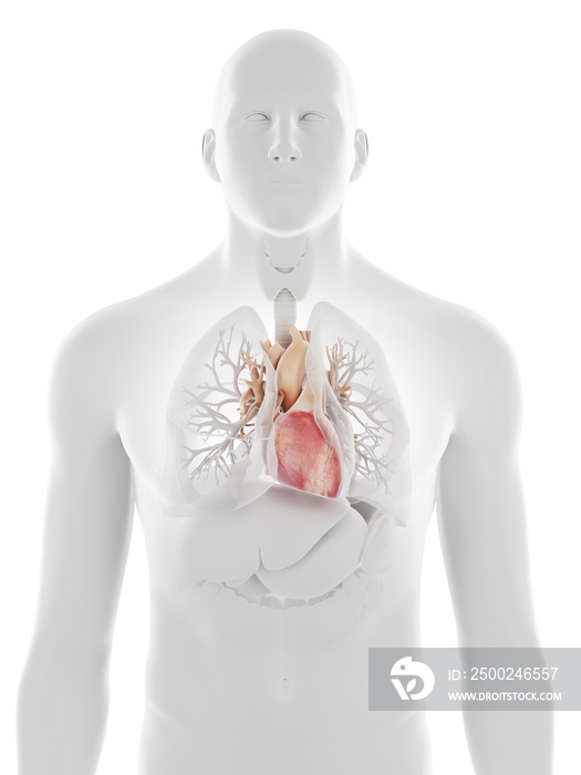 3d rendered medically accurate illustration of the human heart