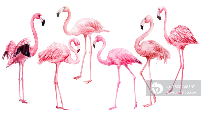 一组孤立的白色背景上的粉红色火烈鸟，水彩插图