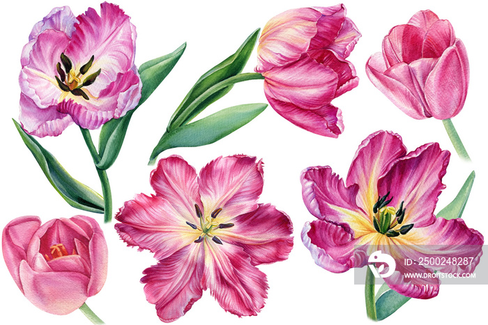 Pink flowers, Set tulips on isolated white background, botanical illustration in watercolor