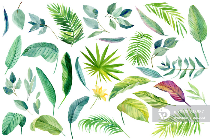 Set of Watercolor tropical leaves on a white background