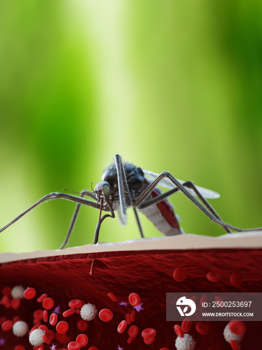 3d rendered illustration showing the sting of a mosquito penetrating a human artery