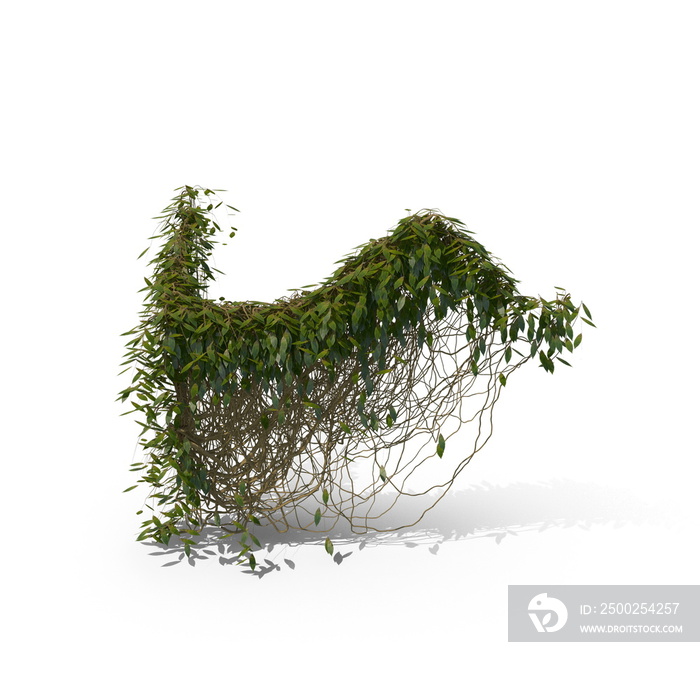 逼真的常春藤植物的3D插图
