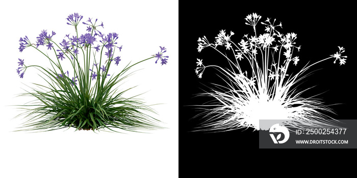 Left view of plant (Garlic) png with alpha channel to cutout 3D rendering