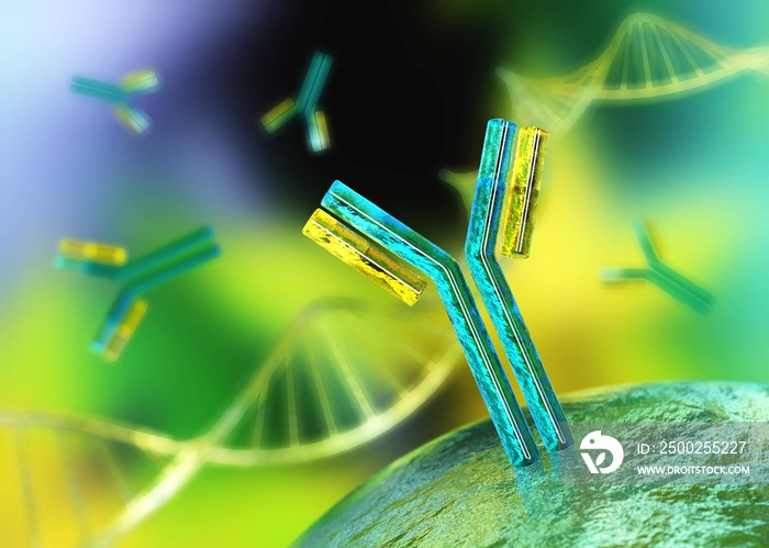 antibody, immunoglobulin, Y-shaped protein produced mainly by plasma cells