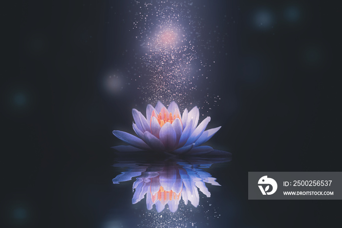 Abstract background with lotus flower