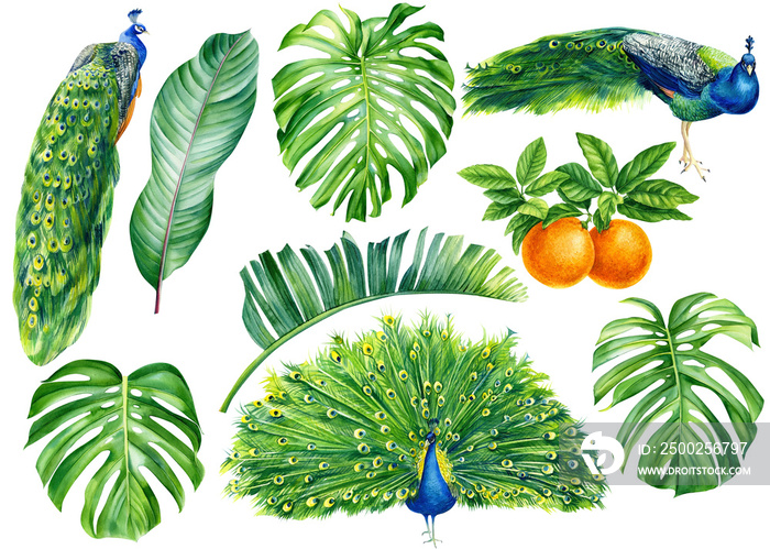 孔雀和热带植物套装，柑橘，孤立的白色背景，水彩植物插图