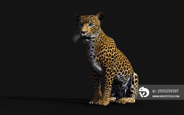 3d Illustration Leopard Isolate on Black Background with Clipping Path, Panthera Pardus